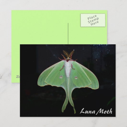 Carte postale de Luna Moth (Devant / Derrière)