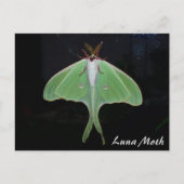 Carte postale de Luna Moth (Devant)