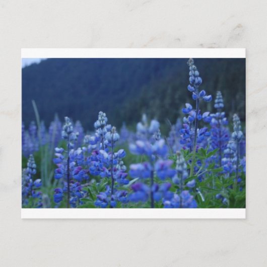 carte postale de lupin (Devant)