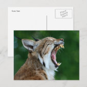 Carte postale de lynx bâillant (Devant / Derrière)