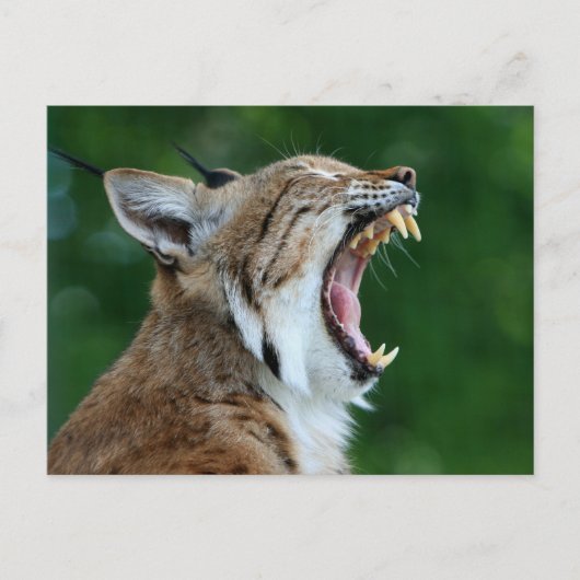 Carte postale de lynx bâillant (Devant)