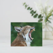 Carte postale de lynx bâillant (Debout devant)