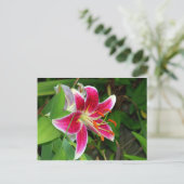 Carte postale de lys Stargazer oriental rose (Debout devant)