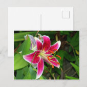 Carte postale de lys Stargazer oriental rose (Devant / Derrière)