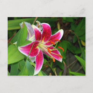 Carte postale de lys Stargazer oriental rose