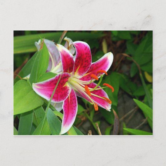 Carte postale de lys Stargazer oriental rose (Devant)