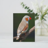 Carte postale de M. Finch (Debout devant)