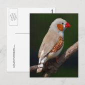 Carte postale de M. Finch (Devant / Derrière)