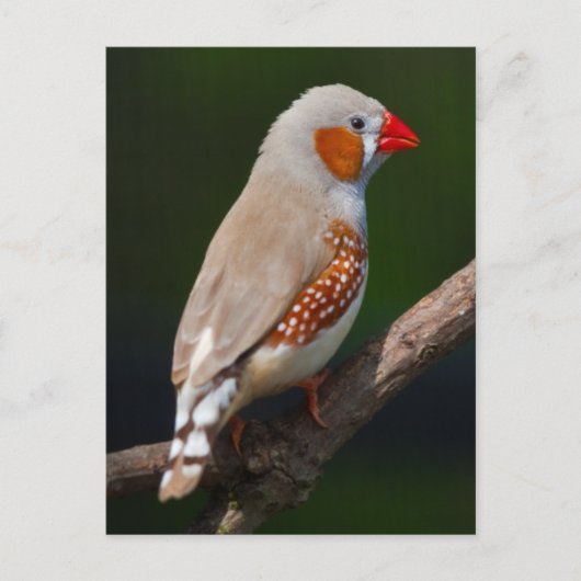 Carte postale de M. Finch (Devant)