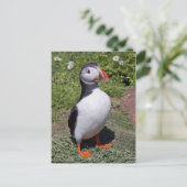 Carte postale de macareux (Debout devant)