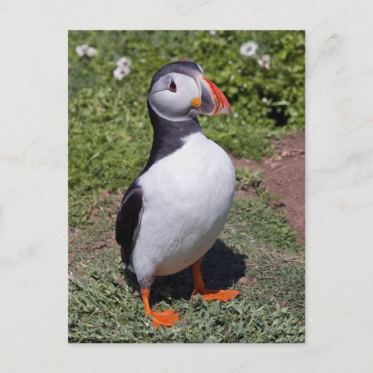 Carte postale de macareux (Devant)