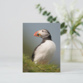 Carte postale de macareux (Debout devant)