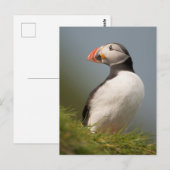 Carte postale de macareux (Devant / Derrière)