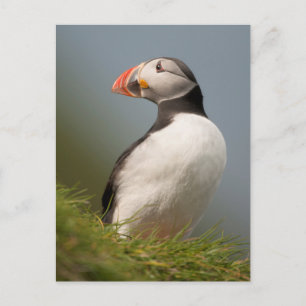 Carte postale de macareux