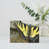 Carte postale de machaon de tigre (Debout devant)