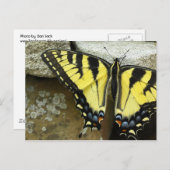 Carte postale de machaon de tigre (Devant / Derrière)