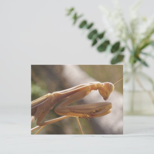 Carte postale de Mantis (Debout devant)