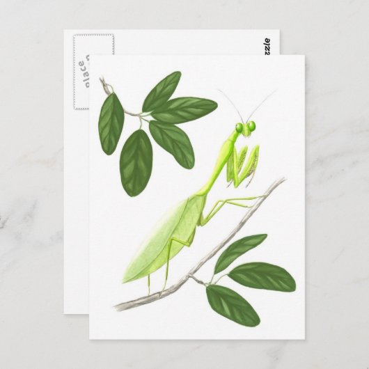 Carte postale de Mantis (Devant / Derrière)