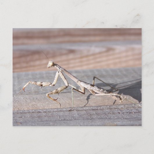 Carte postale de Mantis (Devant)