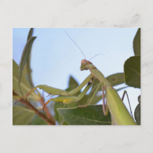 Carte postale de Mantis Insect