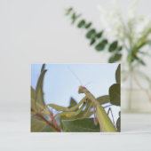 Carte postale de Mantis Insect (Debout devant)
