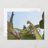 Carte postale de Mantis Insect (Devant / Derrière)