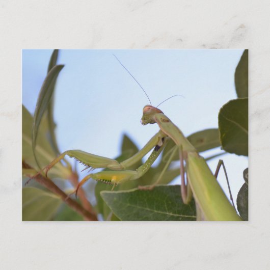 Carte postale de Mantis Insect (Devant)