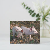 Carte postale de marcassins sauvages (Debout devant)