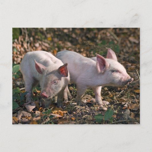 Carte postale de marcassins sauvages (Devant)