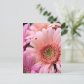 Carte postale de marguerites colorées (Debout devant)