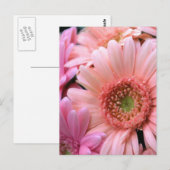 Carte postale de marguerites colorées (Devant / Derrière)