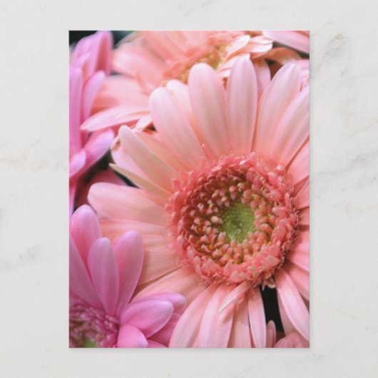 Carte postale de marguerites colorées (Devant)