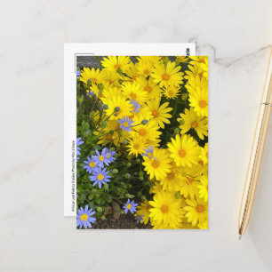Carte postale de marguerites jaunes et violettes