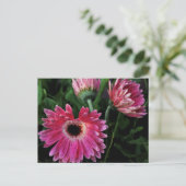 Carte postale de marguerites peintes (Debout devant)