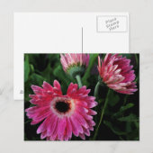 Carte postale de marguerites peintes (Devant / Derrière)