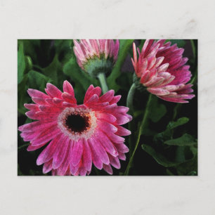 Carte postale de marguerites peintes