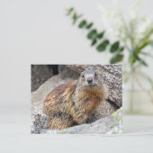 Carte postale de Marmotte alpine (Debout devant)