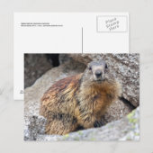 Carte postale de Marmotte alpine (Devant / Derrière)