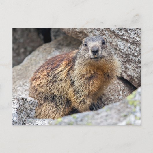 Carte postale de Marmotte alpine (Devant)