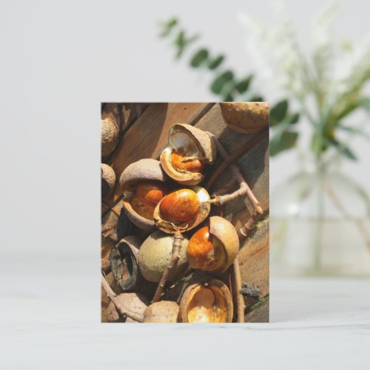 Carte postale de marronnier d'Inde (Debout devant)