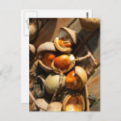 Carte postale de marronnier d'Inde (Devant / Derrière)