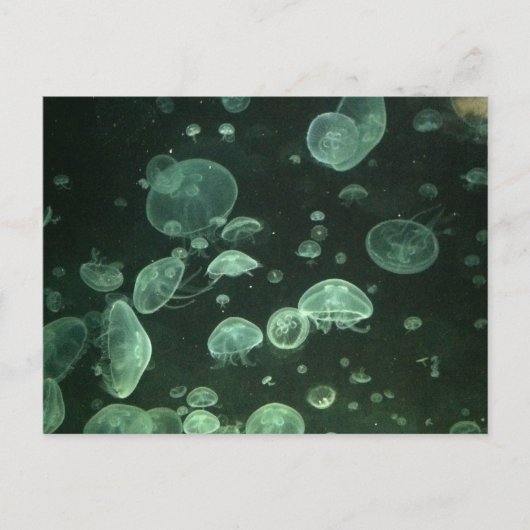 Carte postale de méduse (Devant)