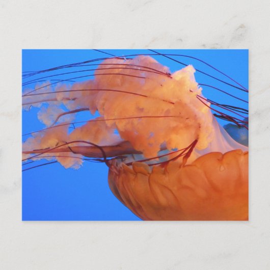 Carte postale de méduse de natation (Devant)