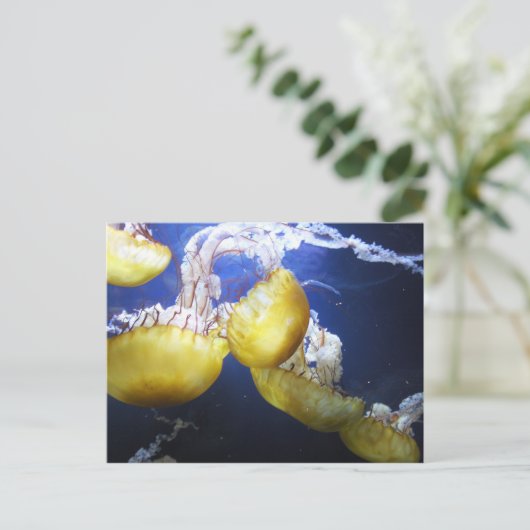 Carte postale de méduses (Debout devant)