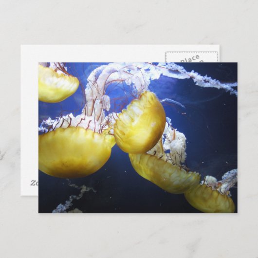 Carte postale de méduses (Devant / Derrière)