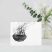 Carte postale de méduses (noire et blanche) (Debout devant)
