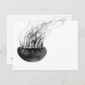 Carte postale de méduses (noire et blanche) (Devant / Derrière)