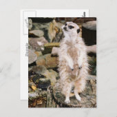 Carte postale de Meerkat (Devant / Derrière)