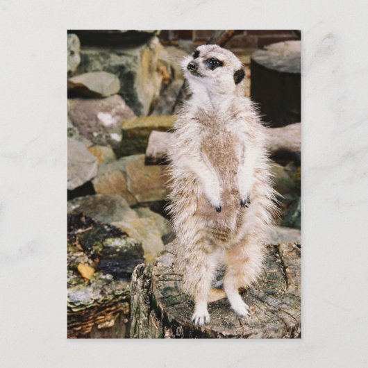 Carte postale de Meerkat (Devant)