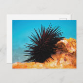 Carte Postale ​ de mer ​ oursin (Devant / Derrière)